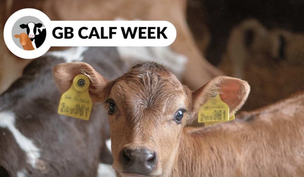 A calf with the GB Calf Week logo